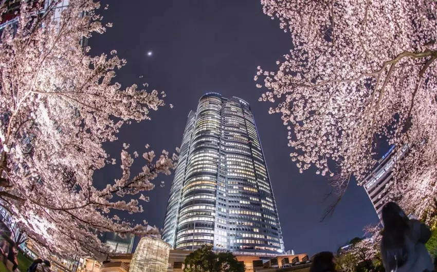 Tokyo - Rappongi Cherry Blossom